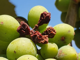 Governo de SP não repassa parte do seguro rural e preocupa produtores