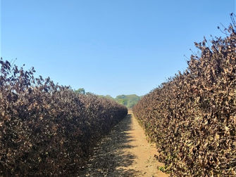 Efeito do frio: Emater arcará com laudos para pequenos produtores afetados por geadas