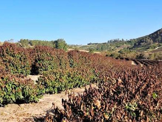 Geada em Minas Gerais afetou 156,3 mil hectares de café, aponta Emater-MG