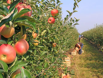 Zoneamento agrícola para a cultura de maçã está disponível para todo o país