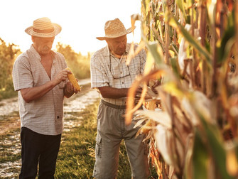 Garantia-Safra autoriza pagamento para mais de 13 mil agricultores familiares