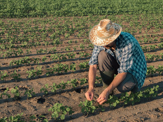 Garantia-Safra autoriza pagamento para mais de 60 mil agricultores familiares