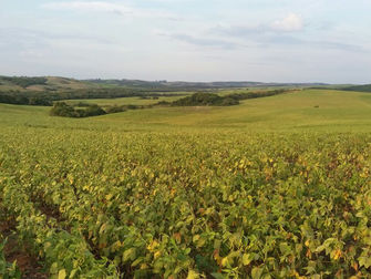 Comunicação de perdas de beneficiários do Proagro poderá ser feita de forma remota