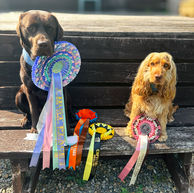 dogs wearing rosettes from online pet show