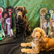dogs modelling online pet show rosettes