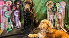 dogs modelling online pet show rosettes