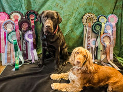 dogs modelling online pet show rosettes
