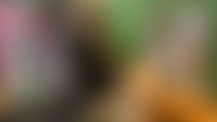 dogs modelling online pet show rosettes