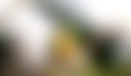 この声の主は（カワラヒワさん）