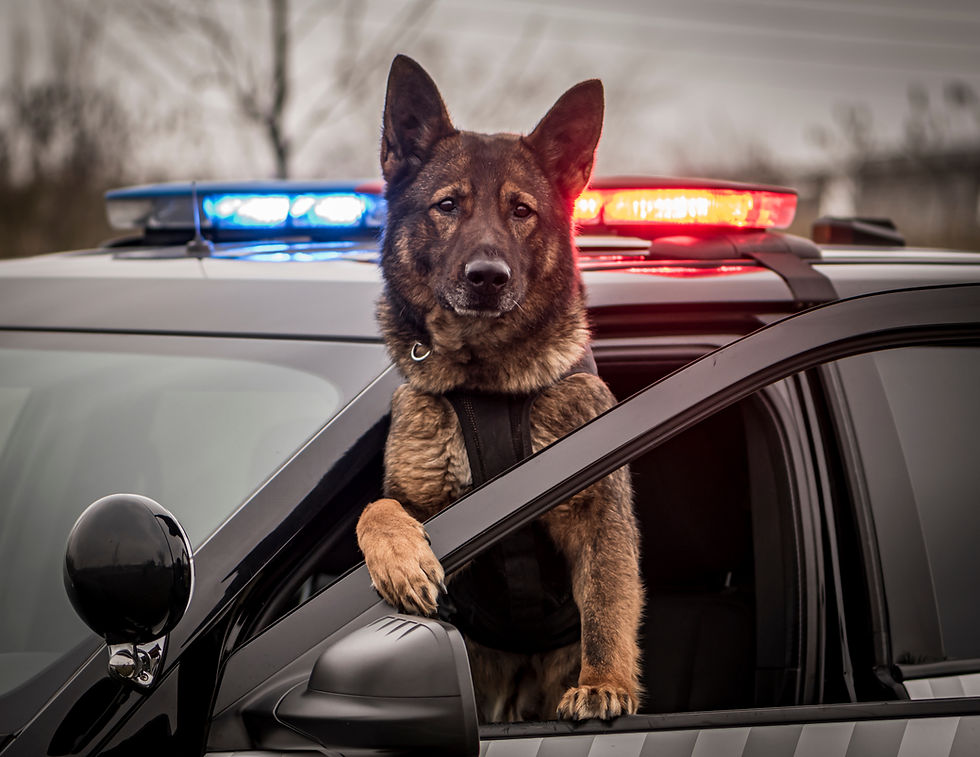 When the Dog Crosses the Line: Texas Court Says K-9 Nose Inside Car = Search