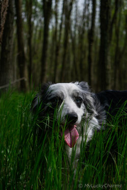 Sneaking trough the grass