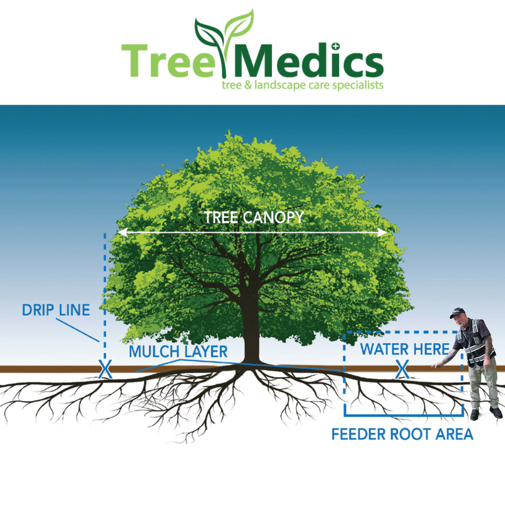 beat the heat: essential watering tips for surviving a heat wave