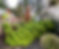 TreeMedics-Arborist-Staking-Tree-Tualatin-Oregon-97062.jpg