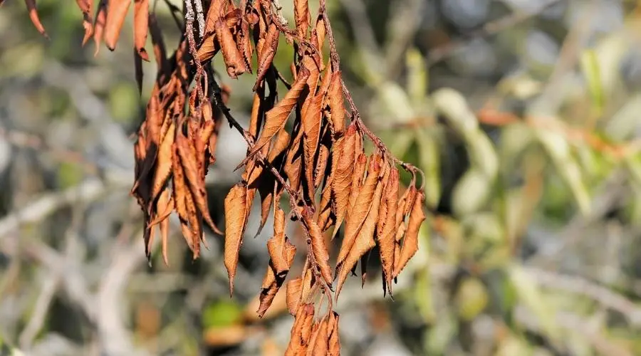 Treatment for Sick Trees: Combatting the Silent Threats of Pests and Diseases in Oregon's urban Forests