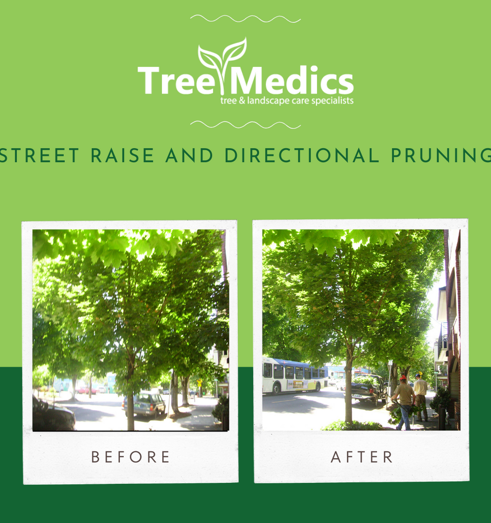 Street Raise and Directional Pruning.png