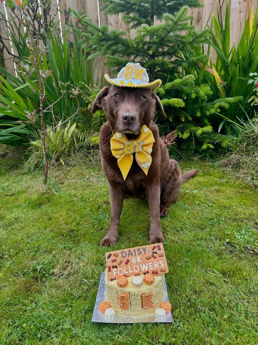 Thumbnail: Slogan Slab - Doggie Chocolate Bar