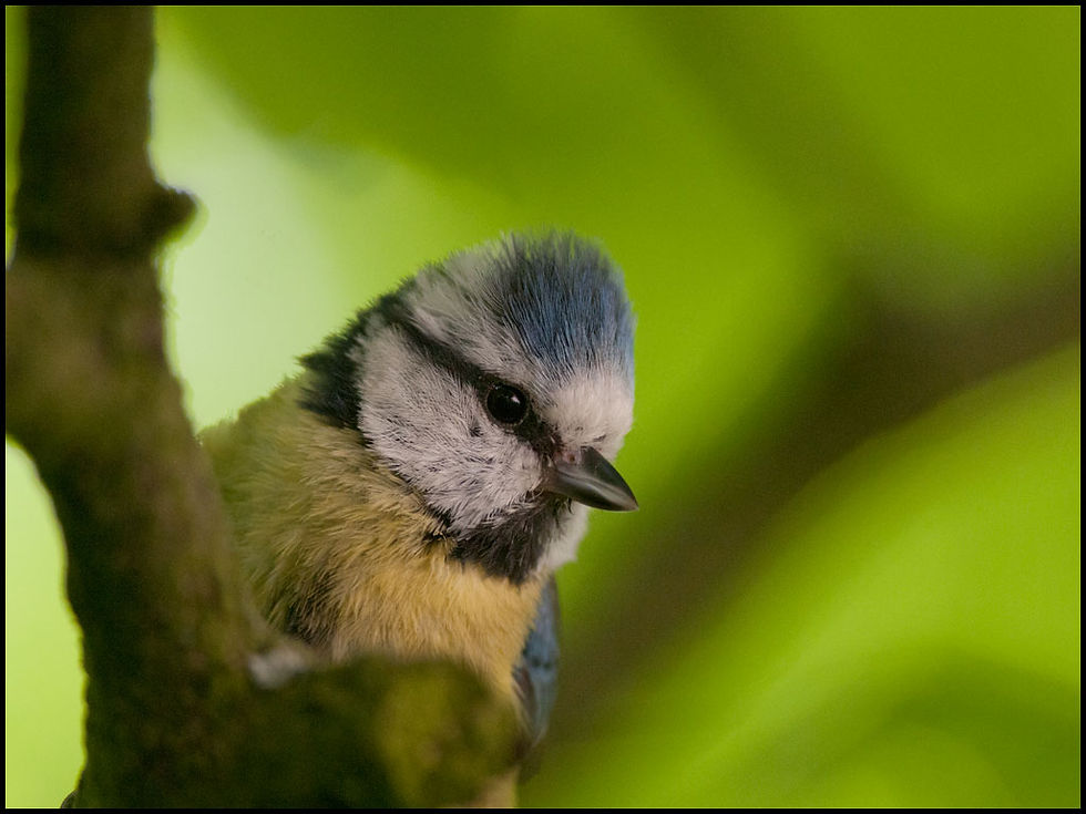 Blue Tit Portrait