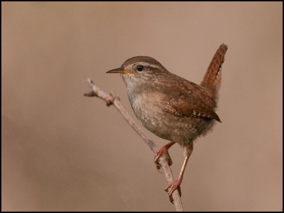 Wren