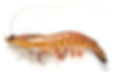 prawn-crop-u7111.jpg