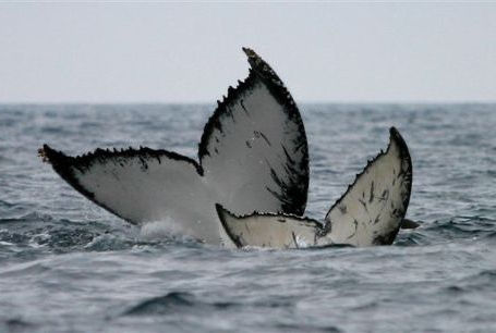 Whale: a tale on sweeping dust