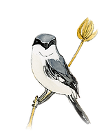 loggerhead shrike (1).png