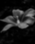 Untitled (1080 x 1350 px) (5).png