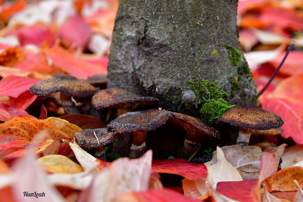 A photo of the base of a tree trunk with brown mushrooms surrounding it, moss on one spot of the trunk, and vibrant red and orange fall leaves covering the ground.