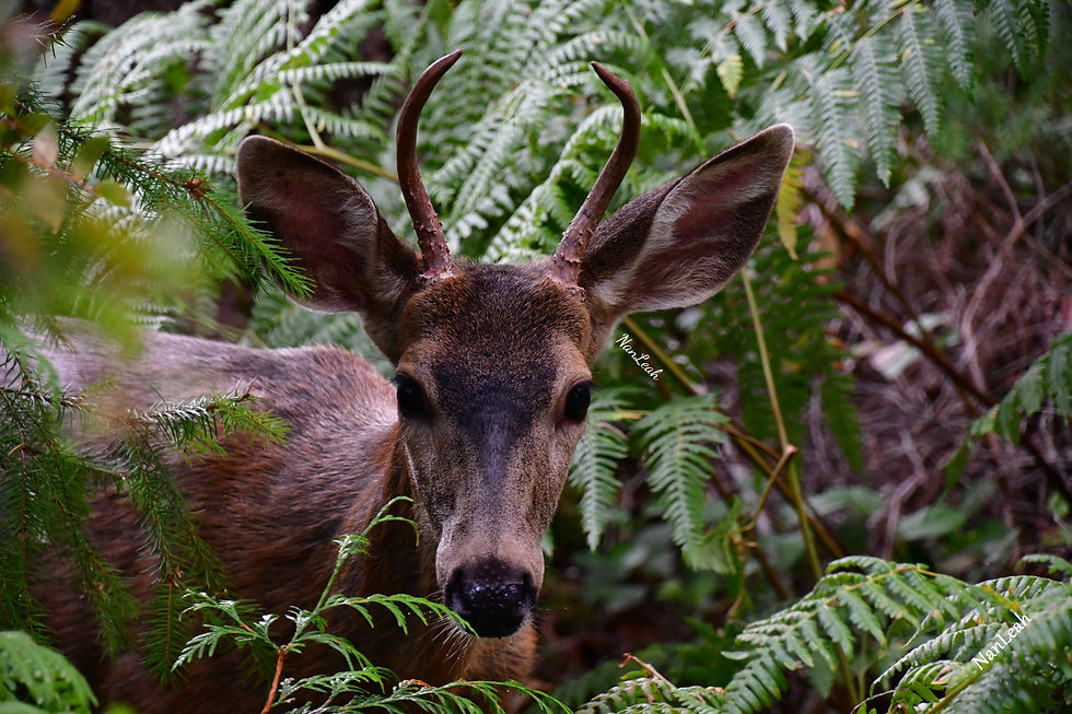 Poetry of Nature | Late Summer | Geoff Oelsner
