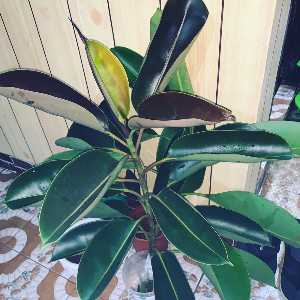 How to Propagate Rubber Tree from Cuttings