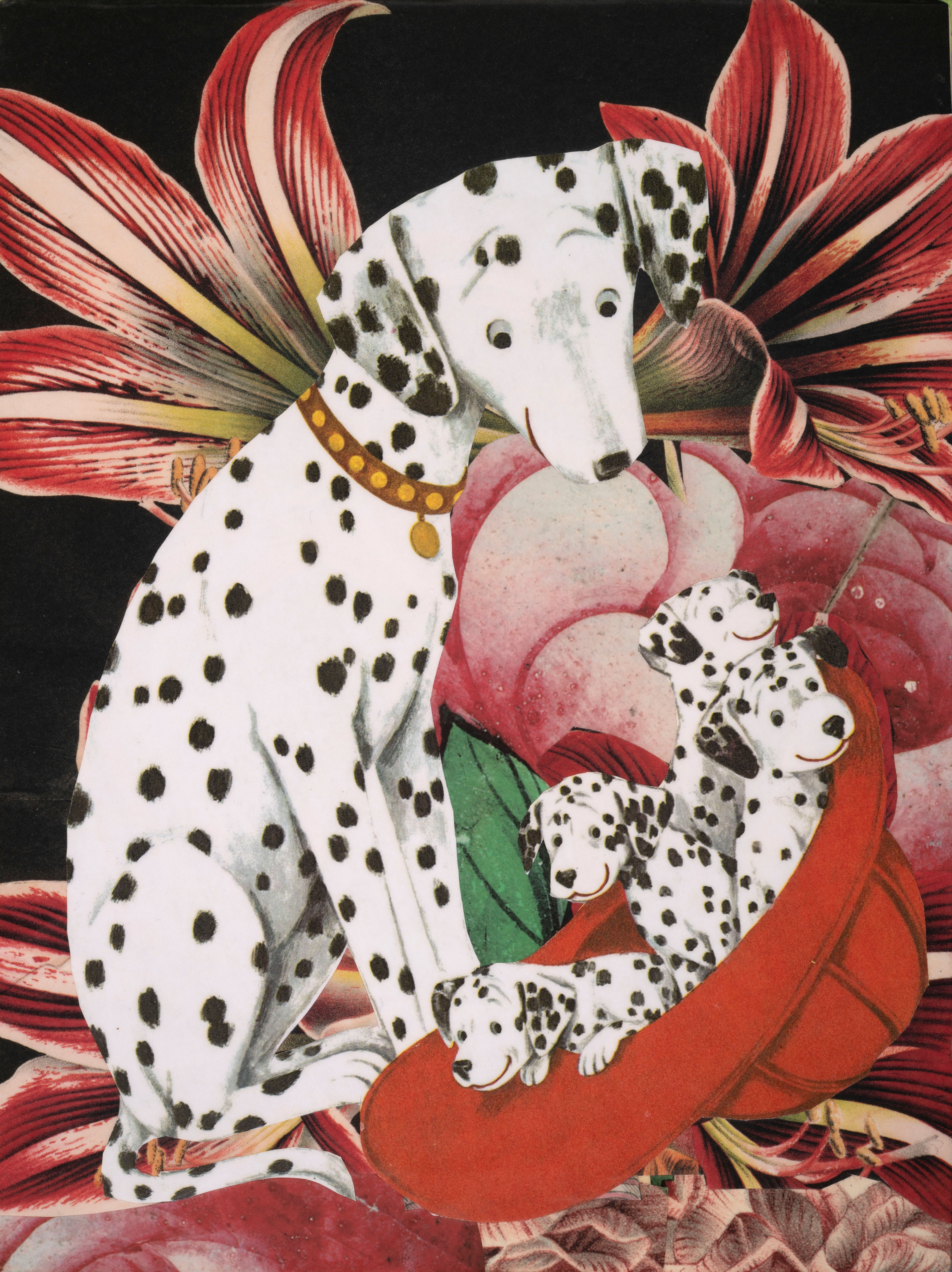 Dalmations
