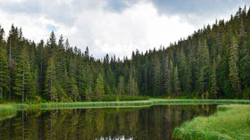 Forest lake