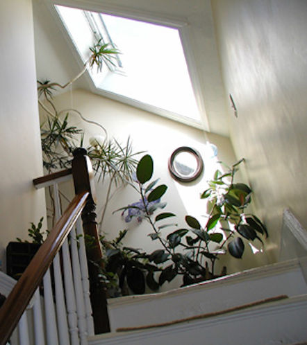 Rubber Tree Inspiration.jpg