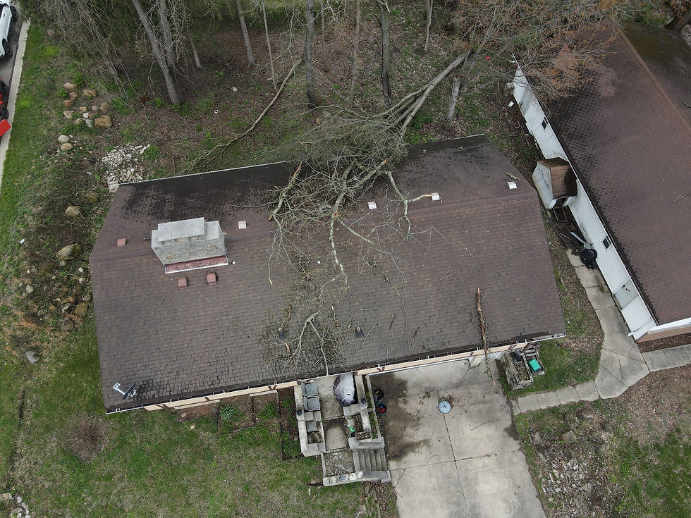 Emergency Tree Removal Before