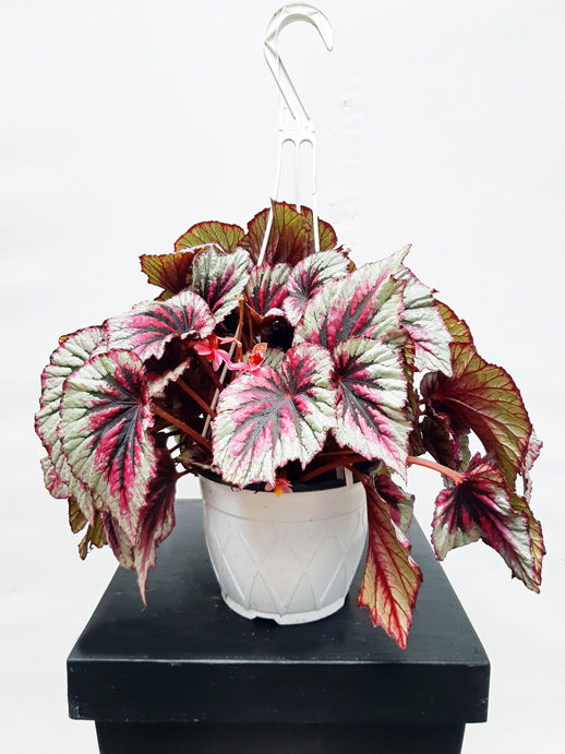 Thumbnail: Rex Begonia