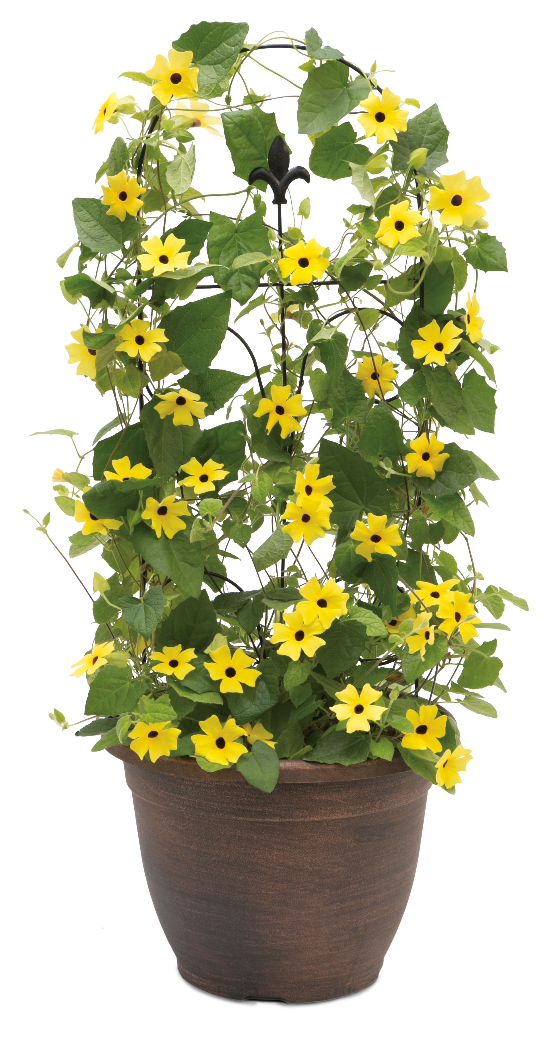 Lemon A-Peel® Black-Eyed Susan Vine