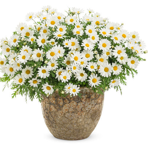 Pure White Butterfly® Marguerite Daisy Argyranthemum frutescens