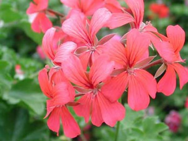 Thumbnail: Geranium 'Black Forest Ivy' Jumbo Quart Pot