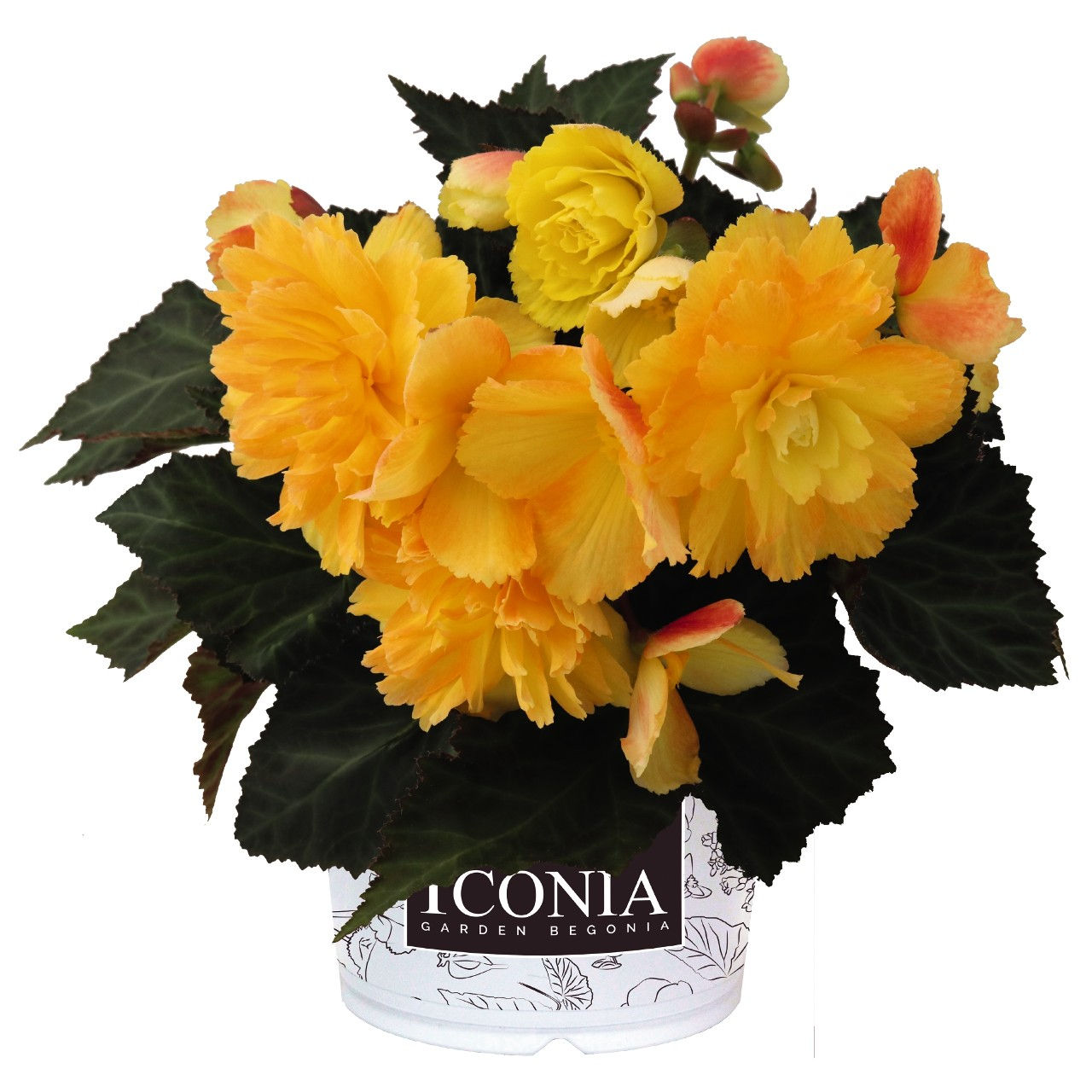 Begonia I'Conia®Portofino Citrix