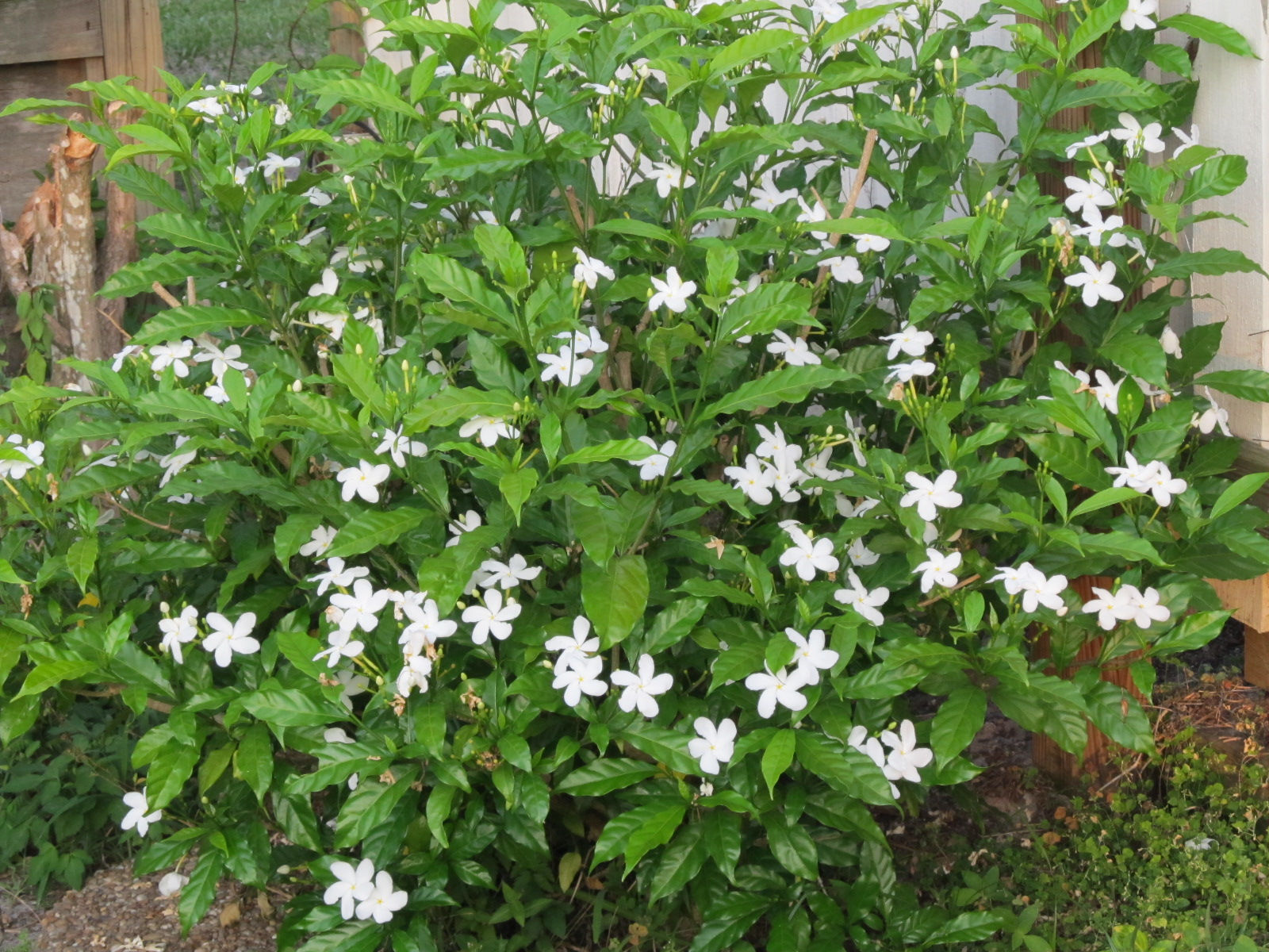 Jasminum sambac (Arabian jasmine or Sambac jasmine)