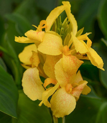 Thumbnail: CANNOVA® Canna Lily