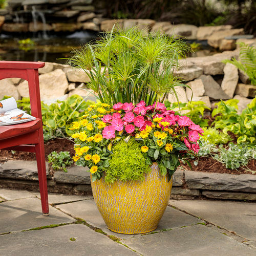 Graceful Grasses® Prince Tut™
