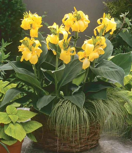 Thumbnail: CANNOVA® Canna Lily