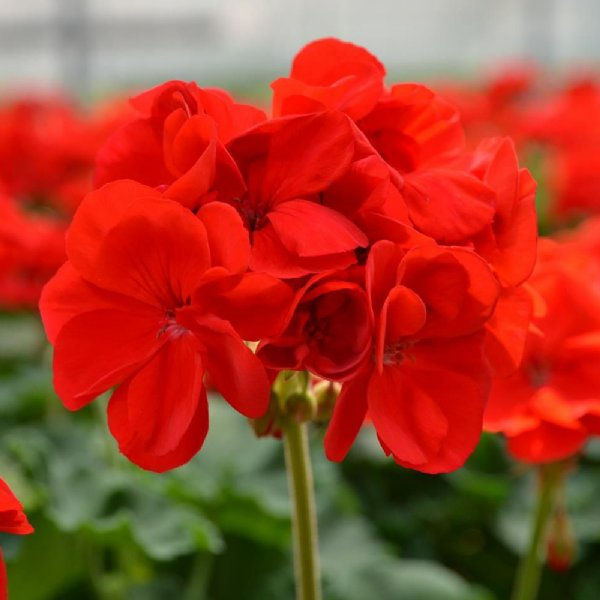 Geranium Zonal