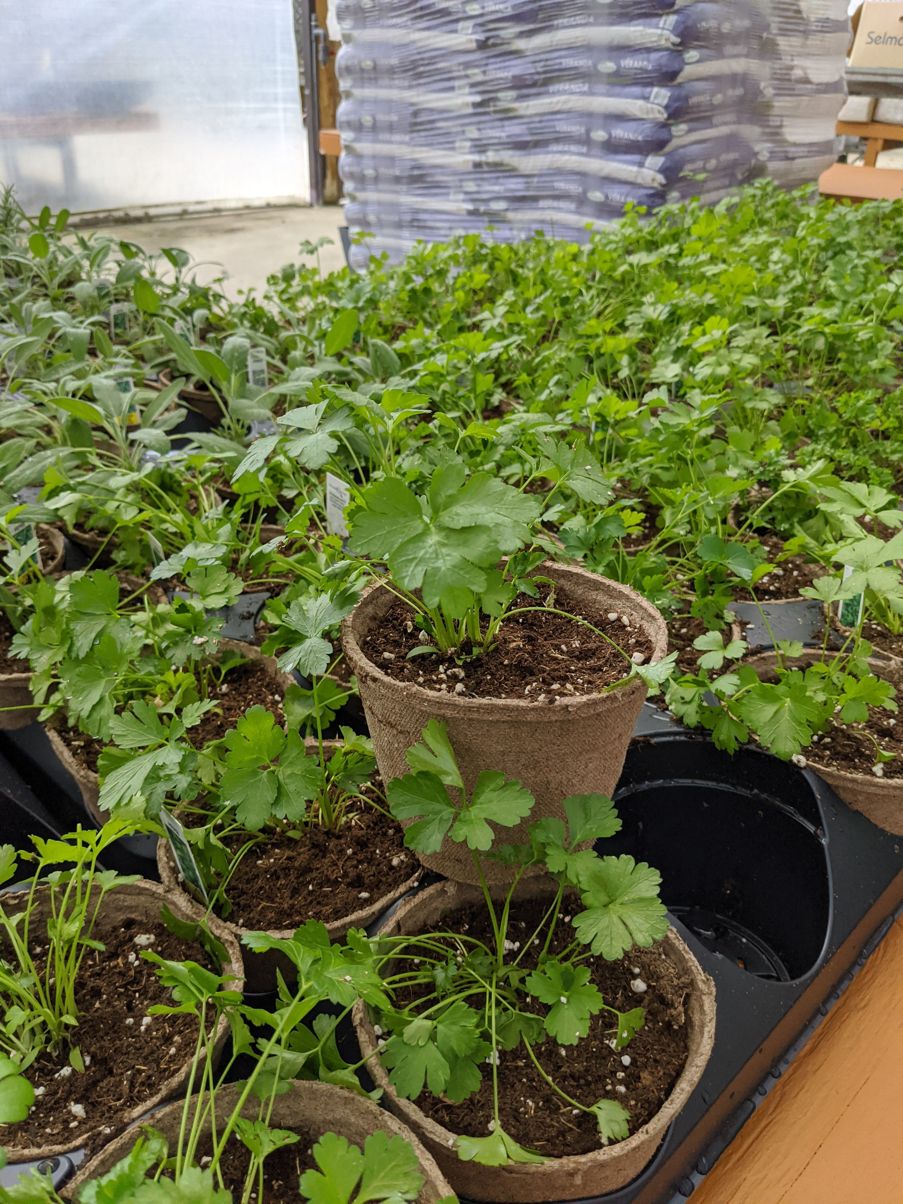 Cilantro