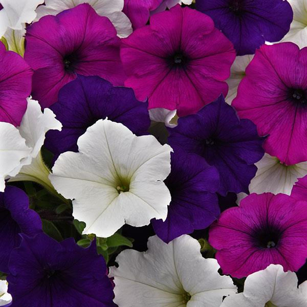 Petunia Easy Wave Great Lakes Mix
