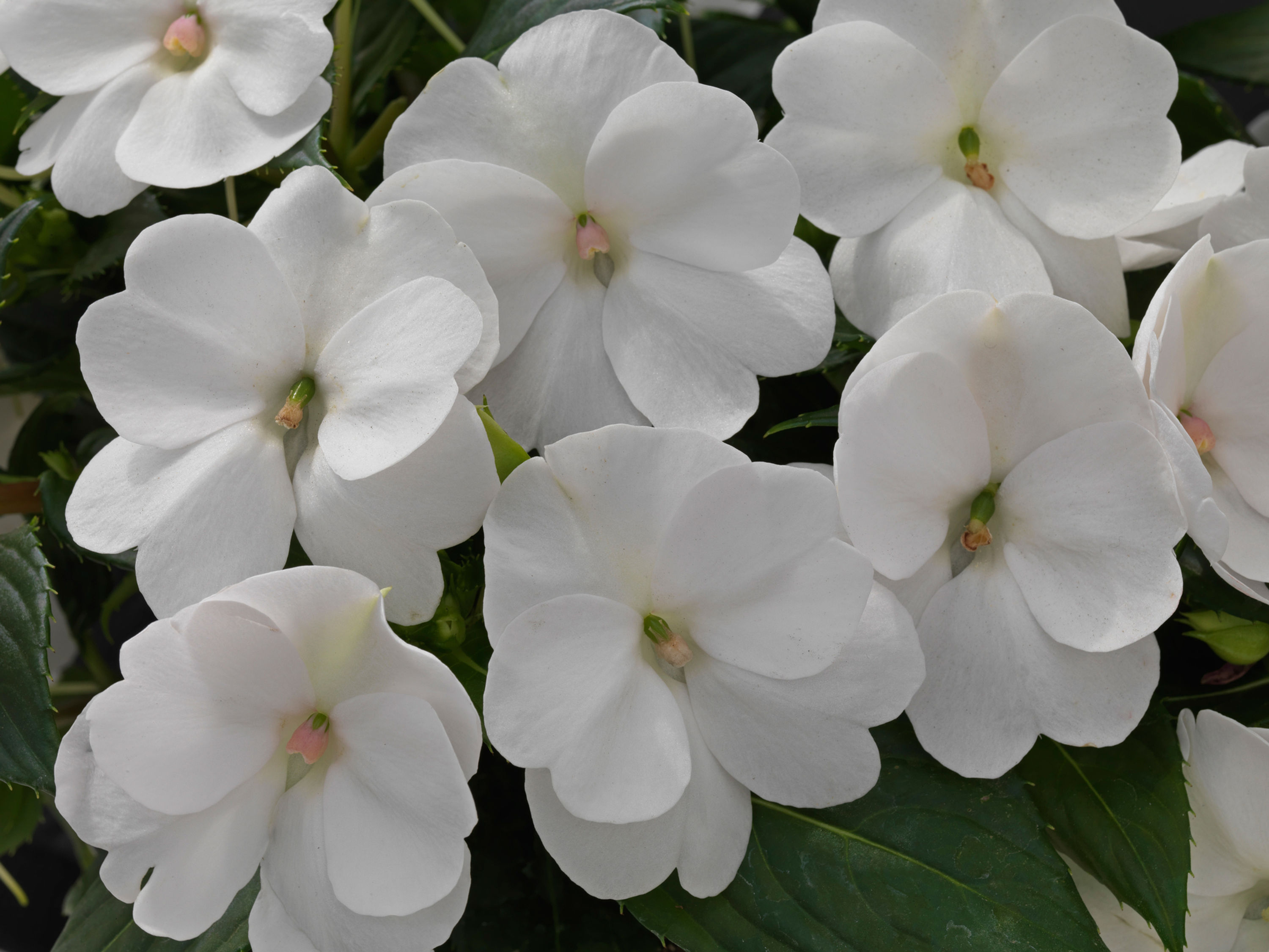 SunPatiens® Classic White