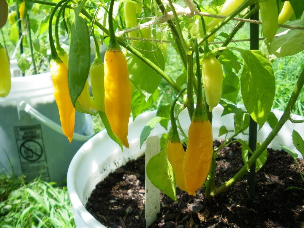 Pepper Heirloom Lemon Drop Aji Limon