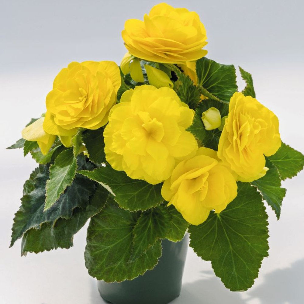 Begonia Nonstop®Yellow