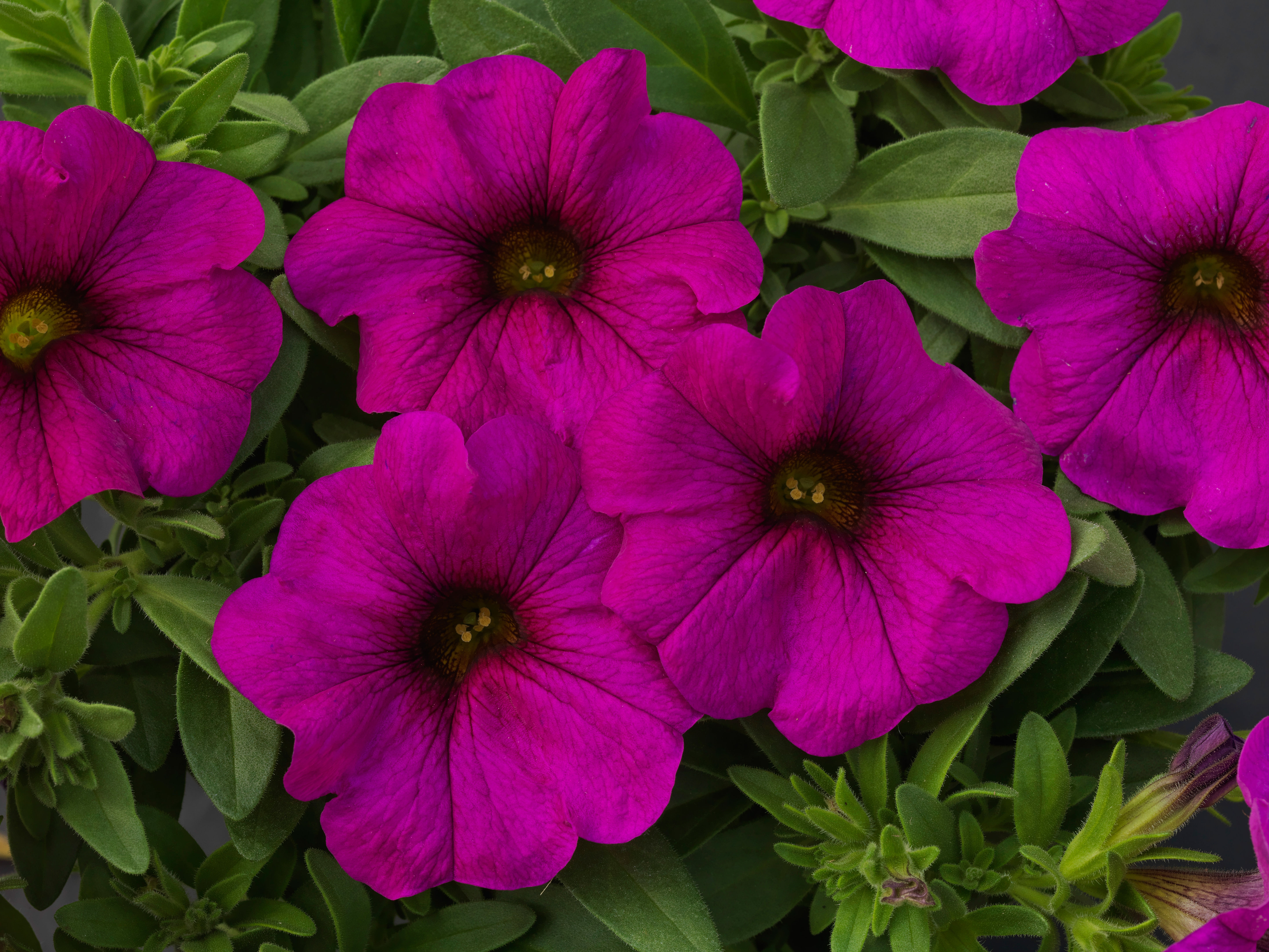 Petunia SuperCal®Purple