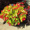 Thumbnail: Canary Wings®  Begonia
